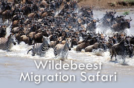 Wildebeest Migration Safari in Kenya